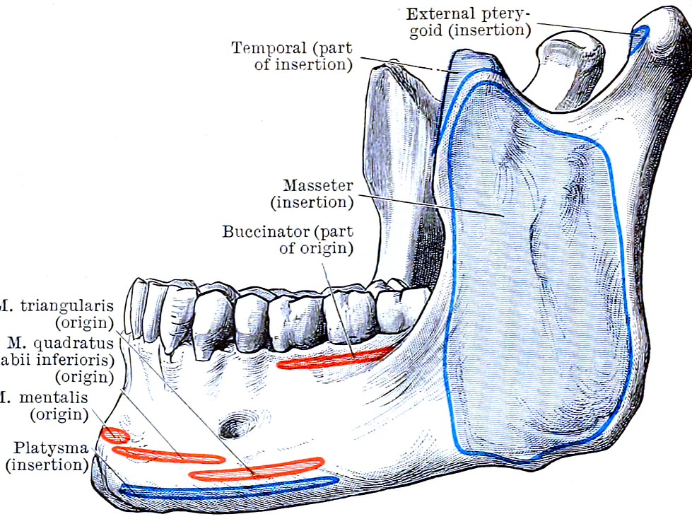 A Comprehensive Guide To The Muscles of Mastication
